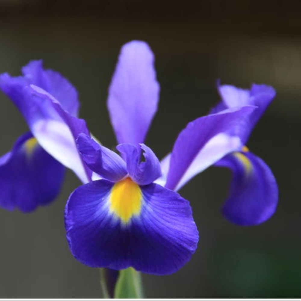 Meet your Posher, Jazmine